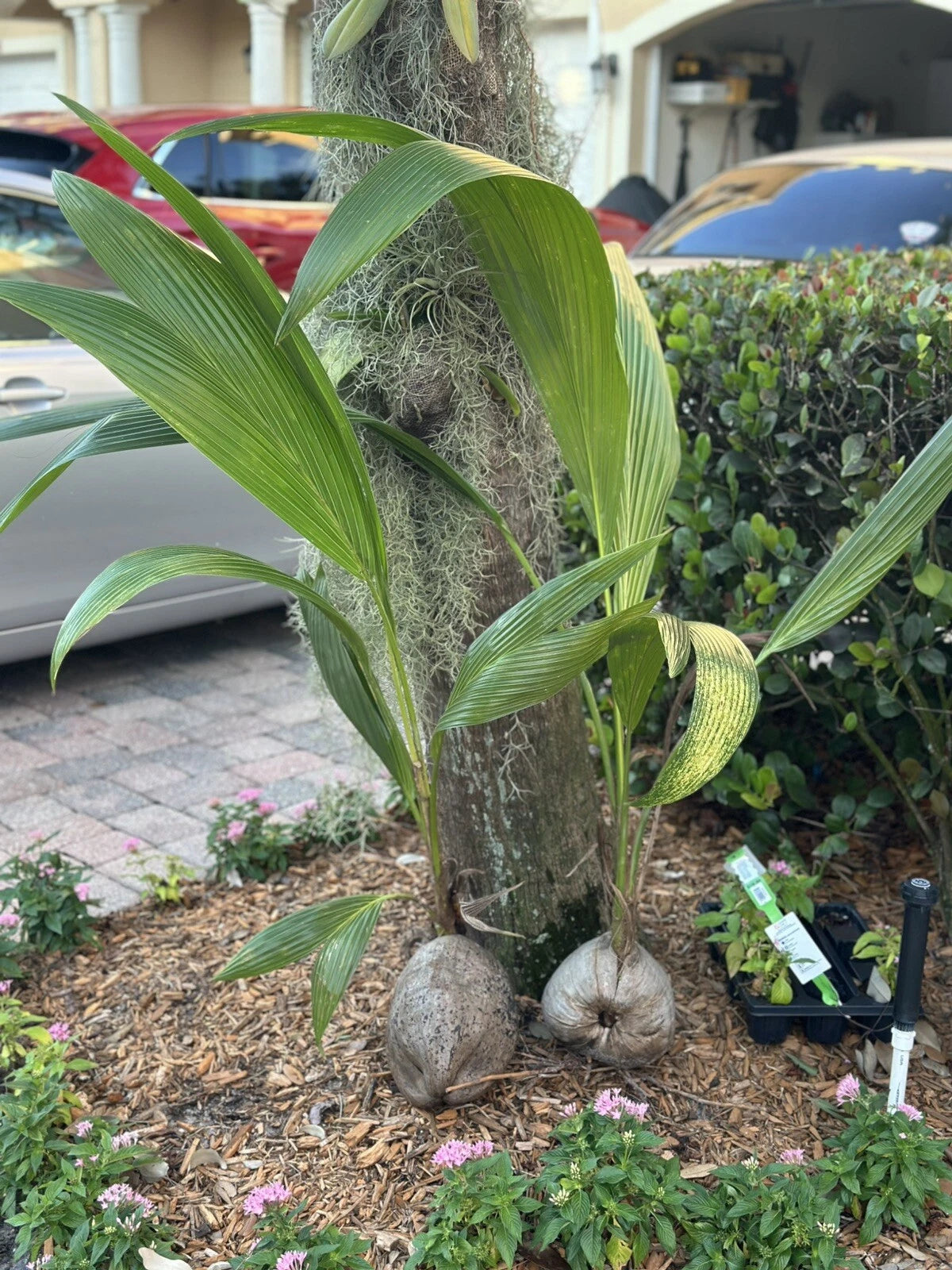 Coconut Palm Tree Seed 4-5' Live Plant - Sprouted Coco Plant for Tropical Gardens - Cocos Nucifera