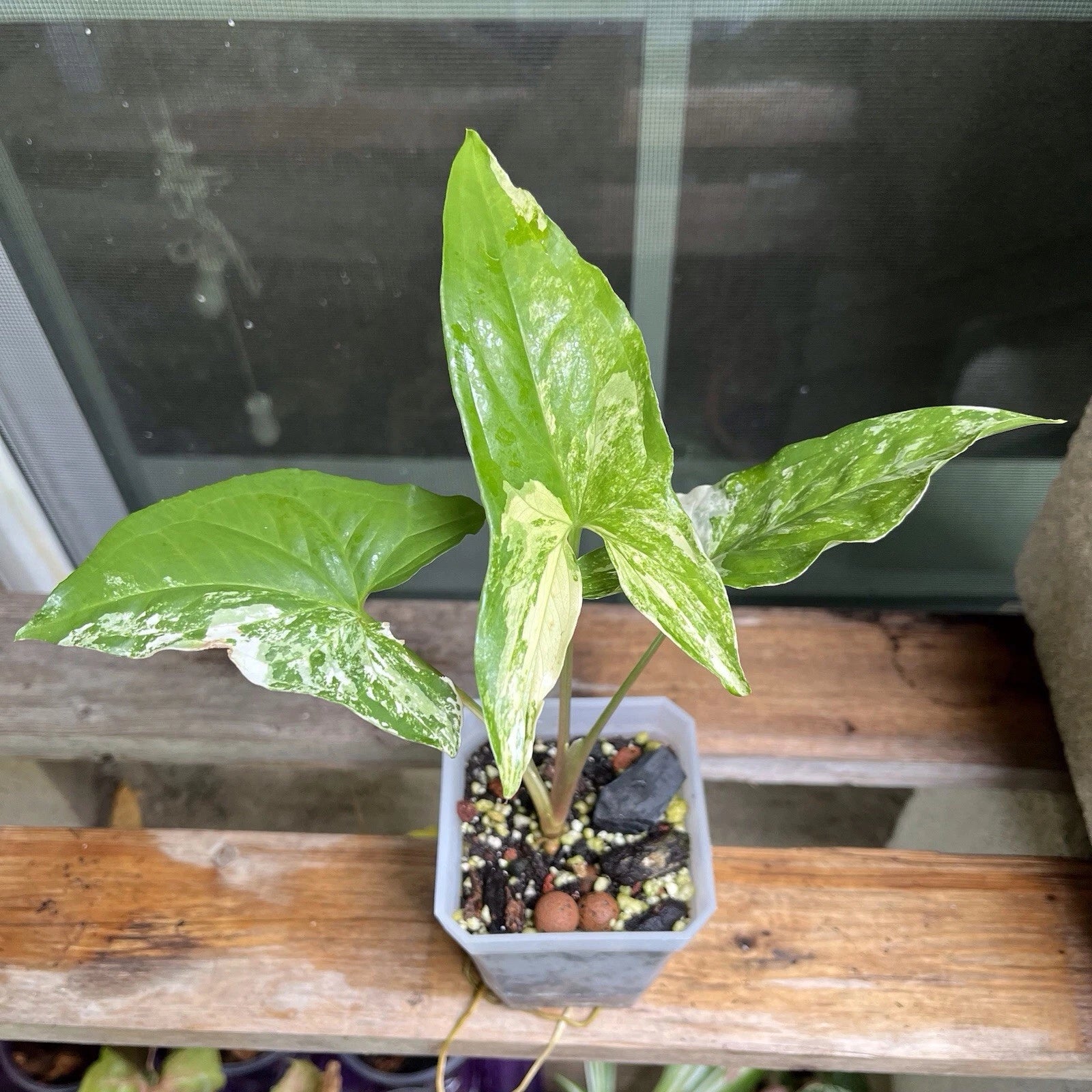 Syngonium Albo House Plant - Potted Variegated Aroid - Indoor Decor - Air Purifying Plant - Perfect for Living Room or Bedroom