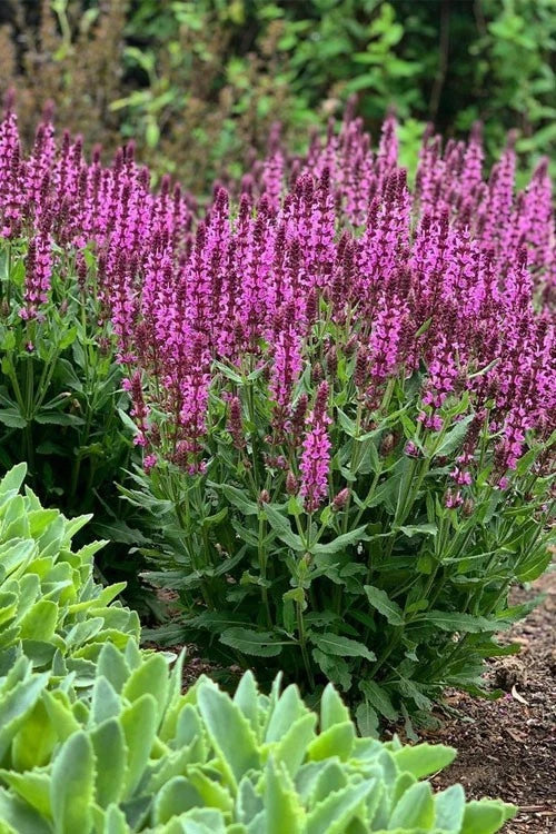 Pink Profusion Salvia Live Perennial Plant Bare Root - Salvia nemorosa - Dark Pink Flowers - Attracts Bees & Hummingbirds
