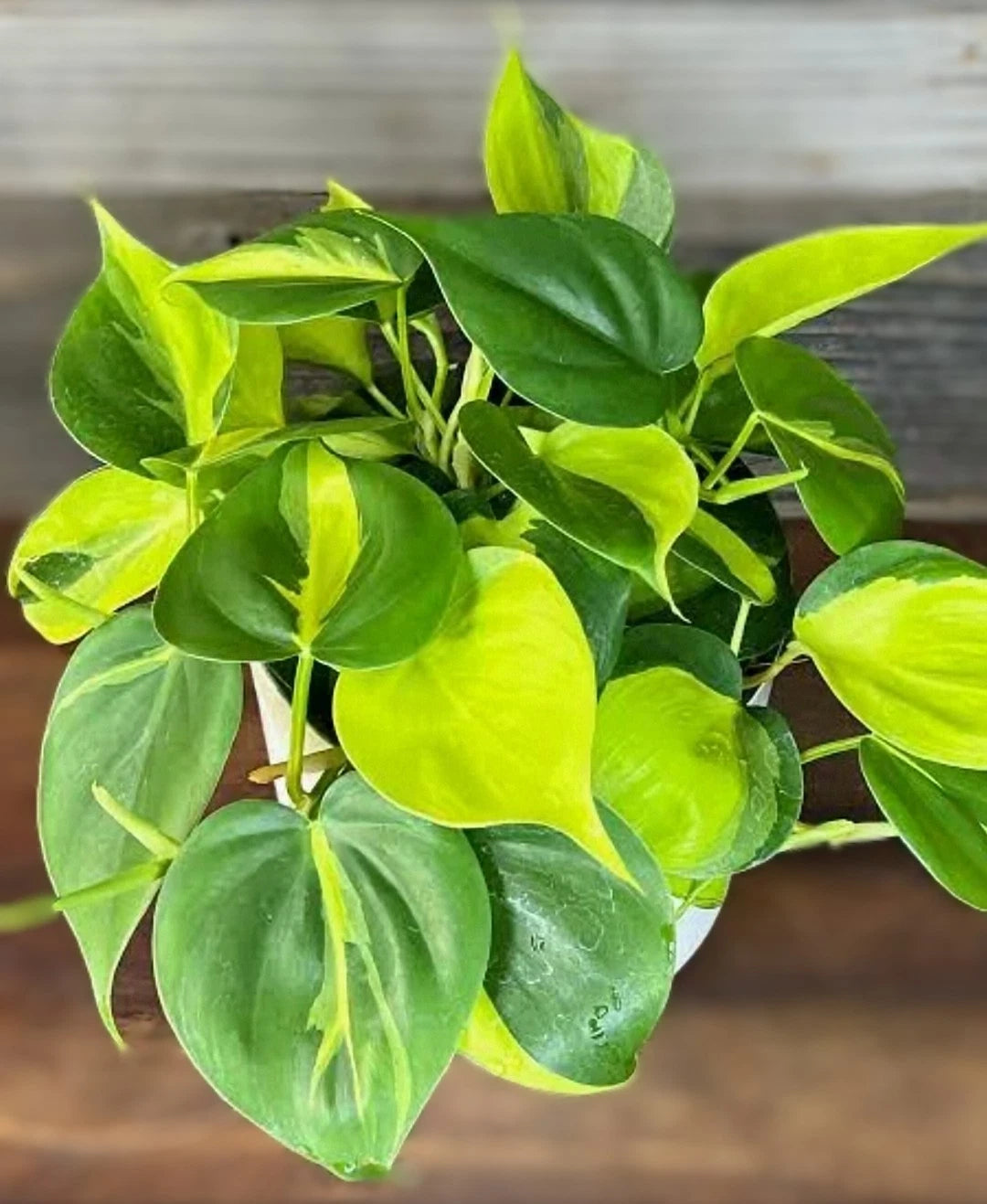 Philodendron Brasil Live House Plant 4" Pot - Tropical Indoor/Outdoor Plant with Yellow & Green Foliage (Philodendron spp.)