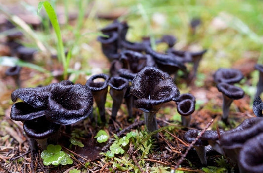 Black Chanterelle Mushroom Spores Kit - 5gal Sawdust Bag for Growing Craterellus cornucopioides in Your Garden