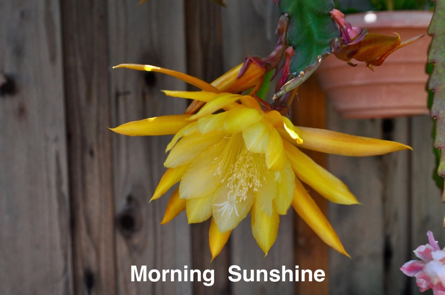 Epiphyllum Orchid Cactus Cuttings - 4 Rooted "Morning Sunshine" - Epiphyllum spp.
