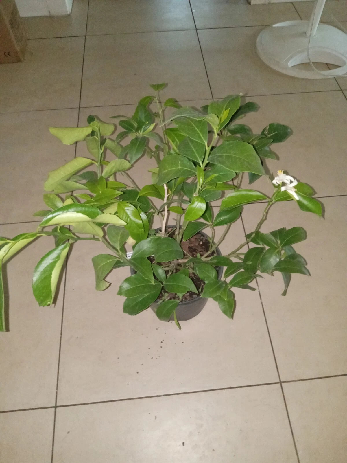 Dwarf Key Lime Tree Grafted Root Stock - Citrus aurantiifolia - Sweet & Tart Fruit for Indoor/Outdoor Container Gardening