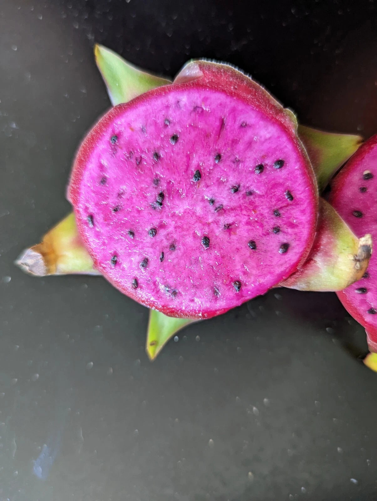 Dragon Fruit Cutting 6+ Inches Purple Haze Pitaya Organic (Hylocereus undatus) - Fresh Live Plant Cutting for Gardening