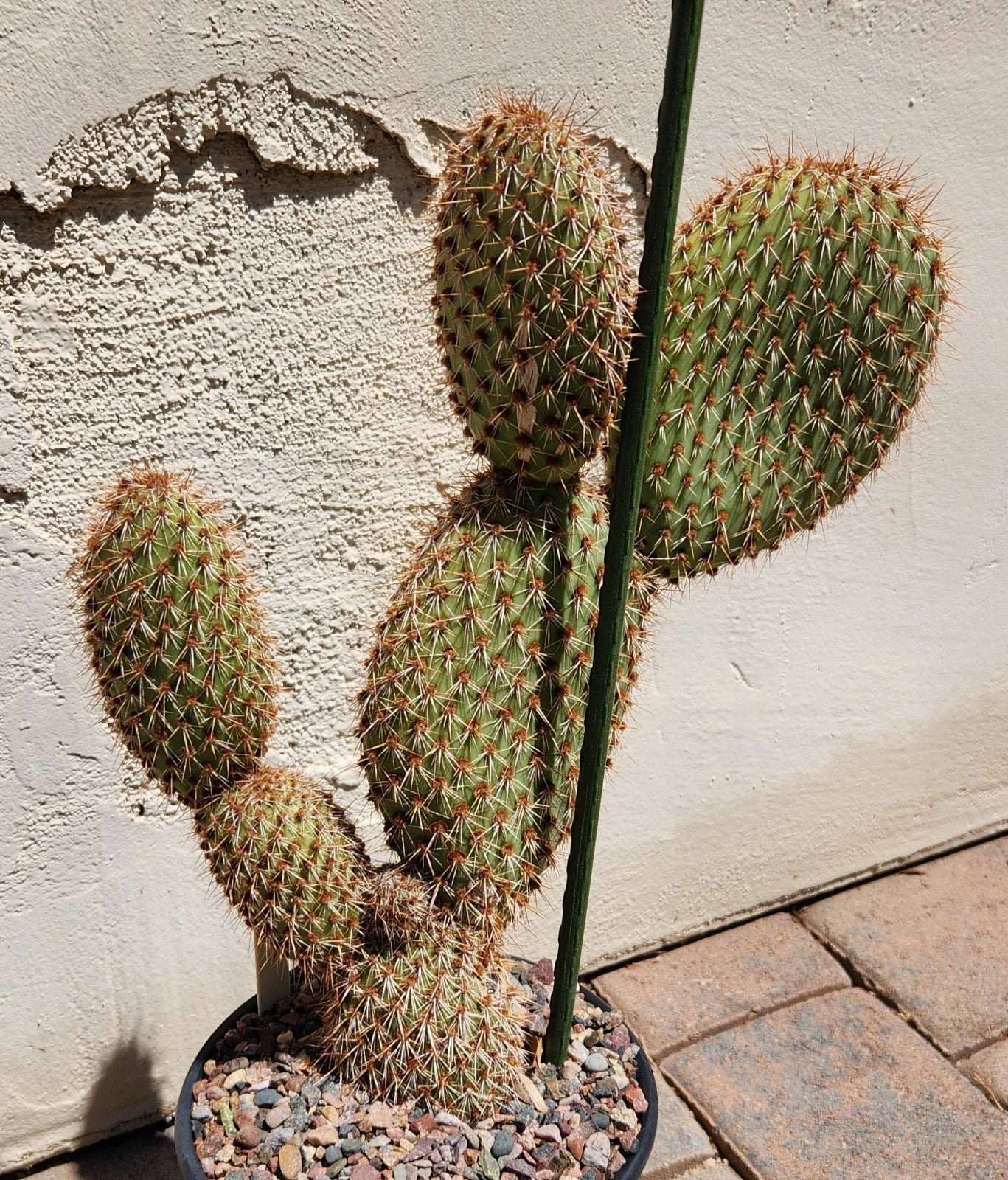 Live Rooted Prickly Pear Cactus Plant - Opuntia Pycnantha - Low Water, Full Sun, Hardy Succulent for Outdoor Gardens