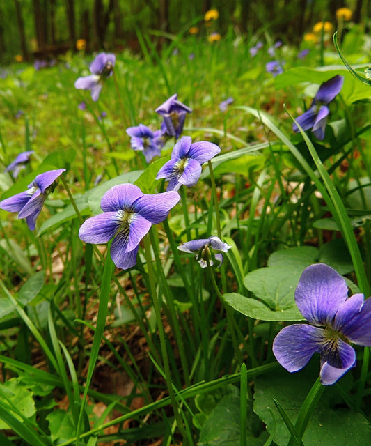 Wild Violets Plants - 10 Bare Root Edible Perennials - Ground Cover - Viola sororia - Beautiful, Low-Maintenance Garden Accent