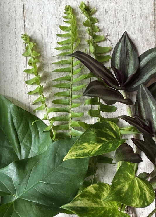 16 Rooted Plant Cuttings Set - Pothos, Wandering Jew, Arrowhead Vine, Ferns - 4 Cuttings Each - Ideal for Indoor Gardening