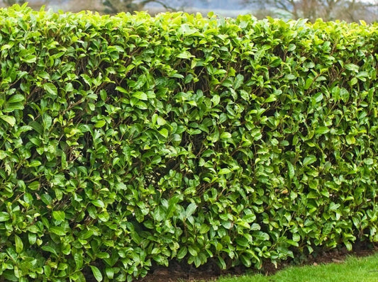 20 Fresh Cuttings Cherry Laurel 6-8" for Rooting Shrubs Hedges Trees - Prunus laurocerasus