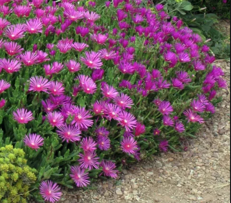 Magenta Ice Plant Cuttings - 5 Unrooted 3-4 Inch Cuttings - Delosperma Cooperi - Hardy Ground Cover for Dry Gardens
