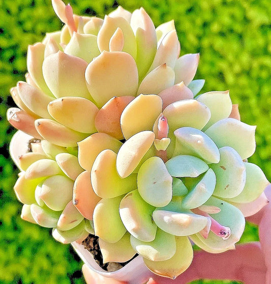 4" Graptoveria A Grim One Multi-Head Succulent - Rare Live Plant with Grey-Green Lilac Leaves - Easy Care, Low Maintenance