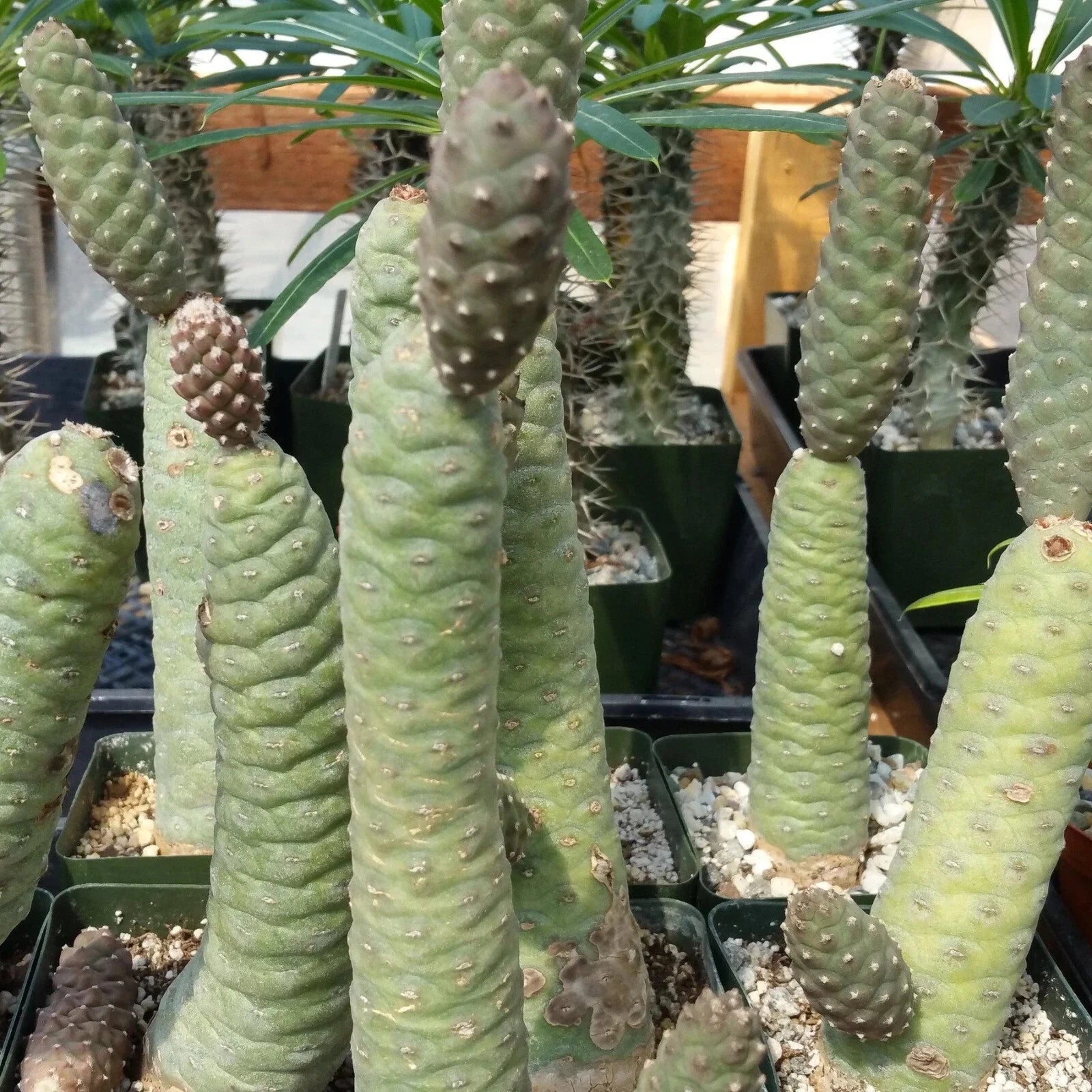 Live Pinecone Cactus Cutting - Tephrocactus articulatus - Unique Succulent - Fresh & Ready to Grow - Buy 2 Get 1 Free!