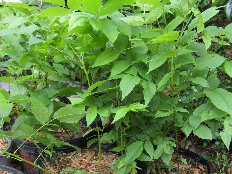 Three 12"-16" Black Walnut Trees, Juglans Nigra, Live Bareroot Seedlings for Planting, Organic, Hardy Zones 4-9