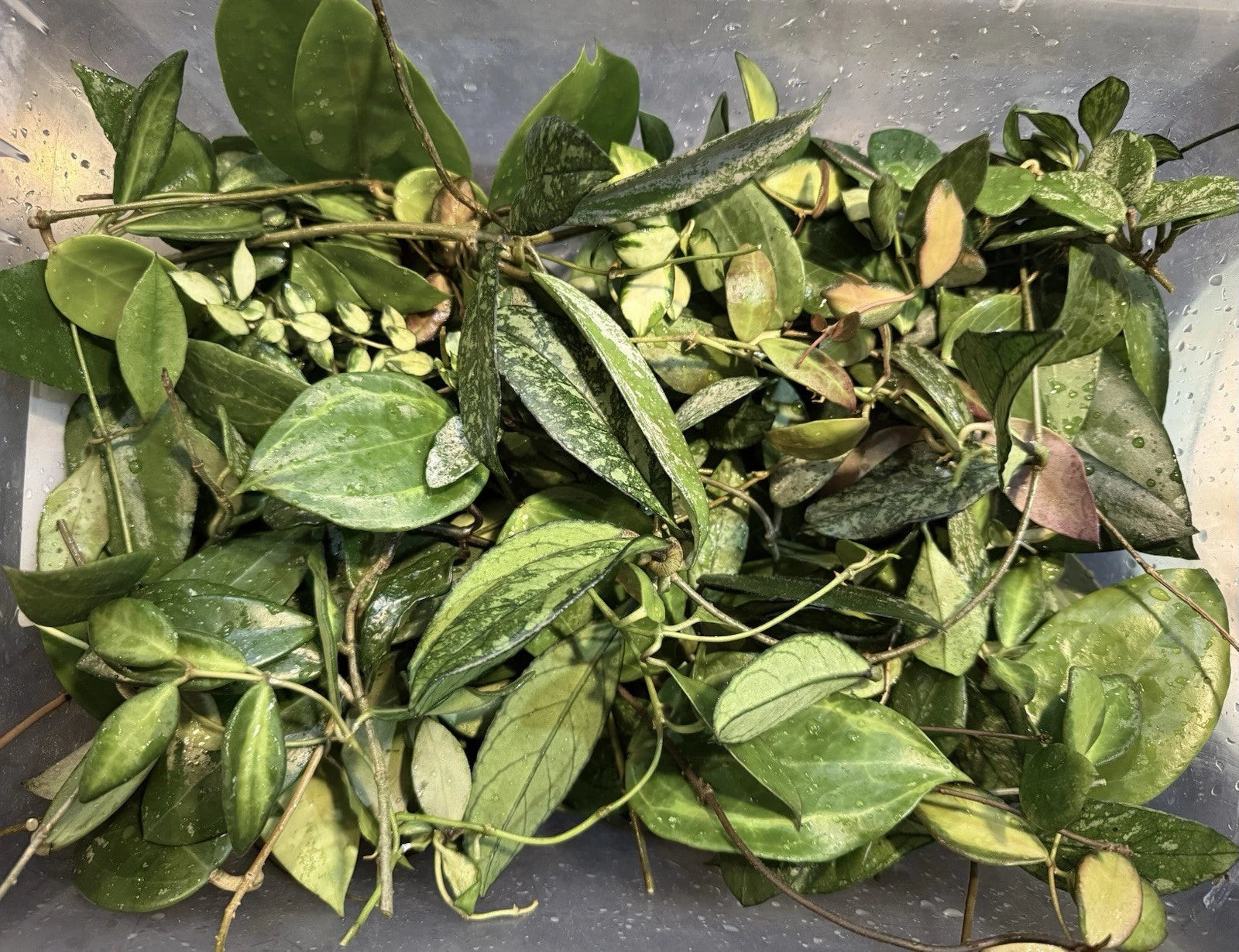 Rare Hoya Cuttings Lot of 6 Uncommon Varieties 3+ Nodes Each Healthy Starter Plants - Hoya Crassipetiolata Splash Included