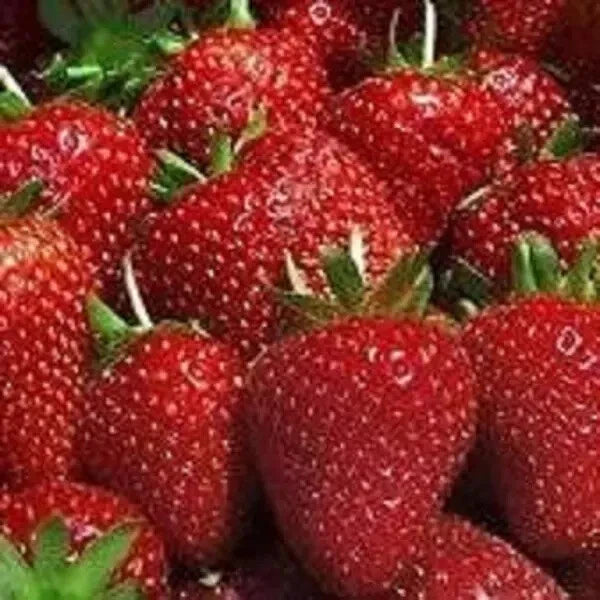 Organic Strawberry Plants - 10 Count Bare Root - Ozark Variety - Fragaria × ananassa - U.S.A. Grown, Zones 3-9