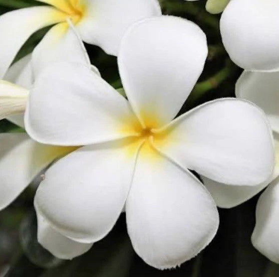 Plumeria Cuttings 6” White Flower Fragrant Bush Shrub Frangipani Organic Live Plant for Gardens and Weddings