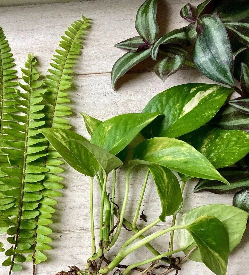 Plant Cutting Variety Pack - 12 Rooted Cuttings - Ferns, Pothos, Wandering Jew - Healthy Rooted Plants