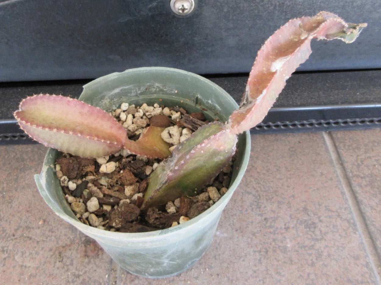 Rooted Cuttings 2 Pack Acanthocereus cf. maculatus Night Blooming Cactus Peniocereus White Flowers