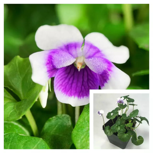 Viola Banksii 4 inches Plant Viola Purple Plant Australian Violet Live Plant