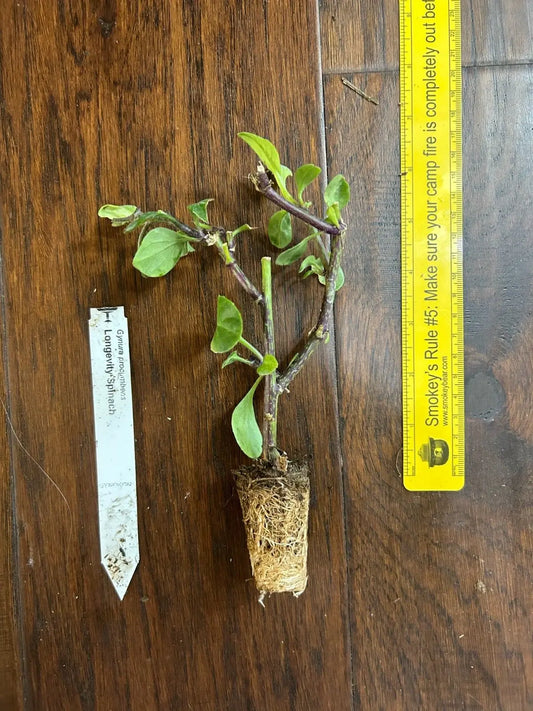 1 TC Plant/Plug 4-8 inch Longevity Spinach (Gynura procumbens)