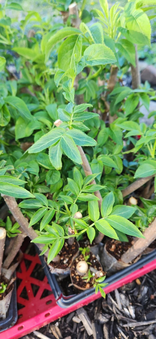 Black Elderberry Plants Cuttings - 3 Rooted Sambucus Live Bushes for Garden or Landscaping