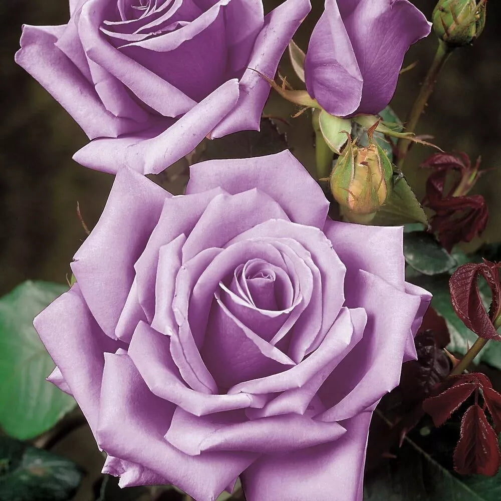 Rose Bush Cuttings - 6" Blue Girl Lavender-Blue - Award-Winning, Fragrant Shrub (Rosa)