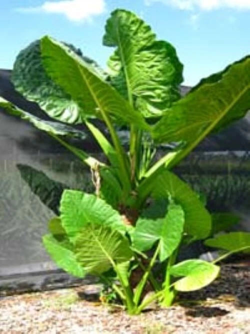 **Alocasia Live Starter Plant - Cold Hardy Calidora Elephant Ear - Easy Care Drought Tolerant Plant**