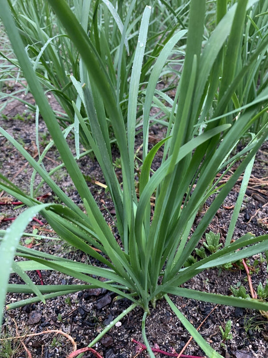 55 Live Stalks Garlic Chives Leek Plant Bare Root Organic Non-GM (????) - Fresh Garlic Chives for Gardening