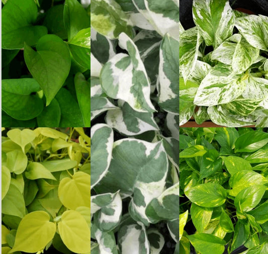20 Cuttings Marble Queen, Snow, Golden & Neon Pothos Live Plants - Epipremnum aureum