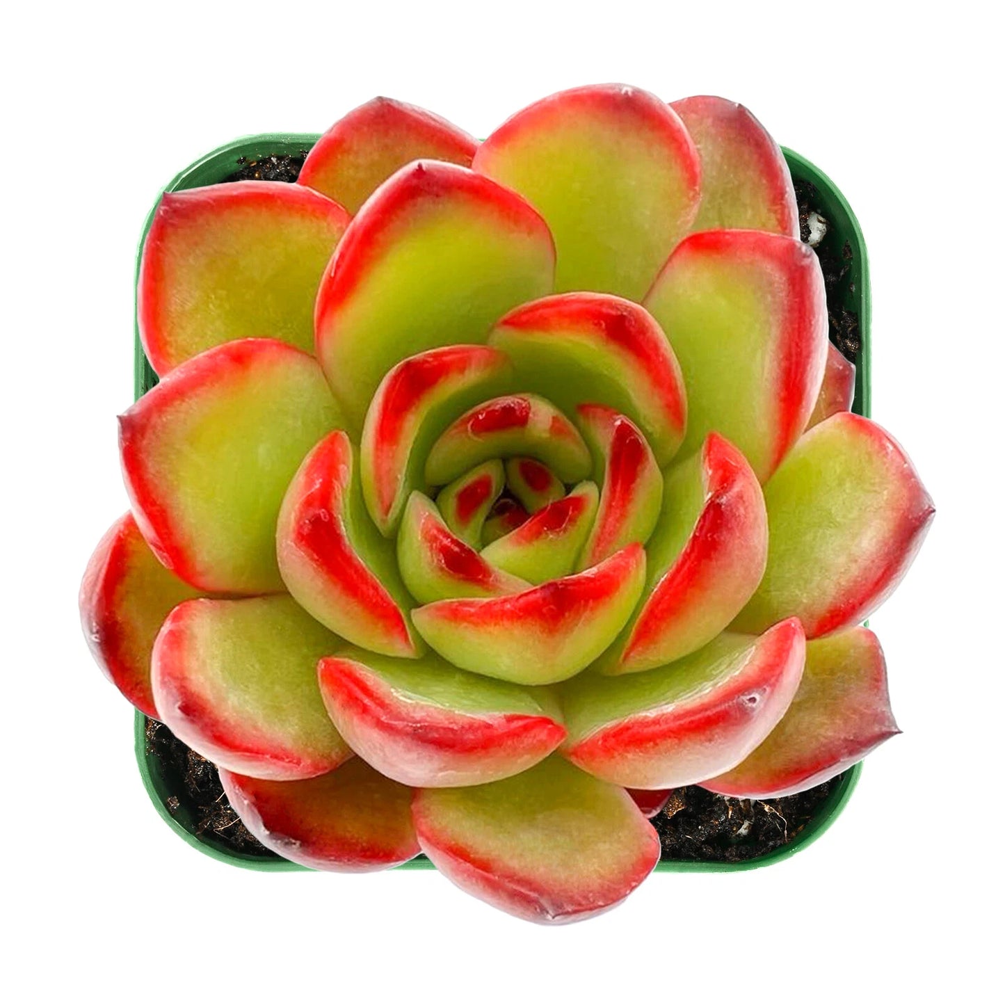 Echeveria Puli-lindsayana Succulent Plant in 2” Pot | Unique Rosette Variety | Ideal for House Decor