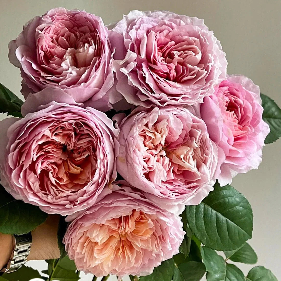 Rare Rose Cuttings - 3 Tantau Highgarden Rose Cuttings for Rooting or Grafting - Rosa 'Tantau Highgarden'