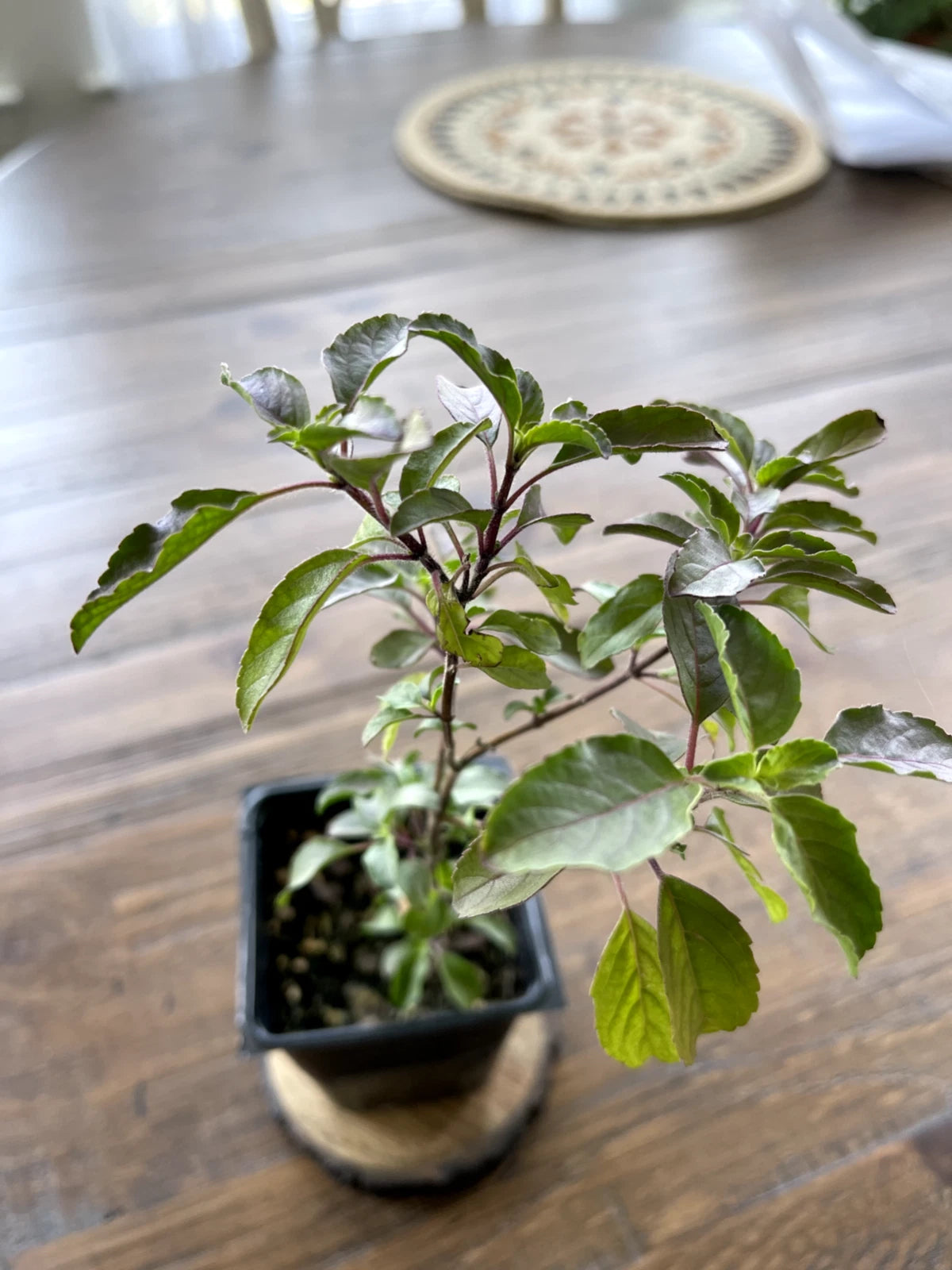 Organic Holy Basil Plant Trio - 3 Potted Krishna & Kapoor Varieties - Tulsi Herb (Ocimum sanctum) for Wellness & Spiritual Use