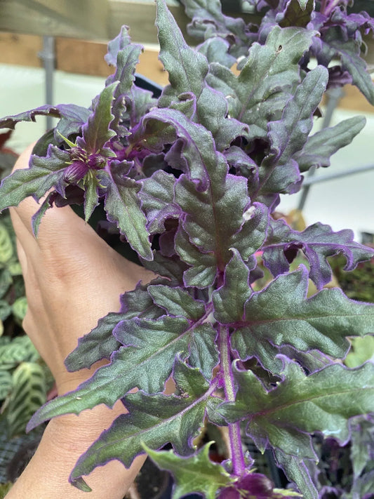 1pc Purple Passion Live Plant Houseplant Annual Plant