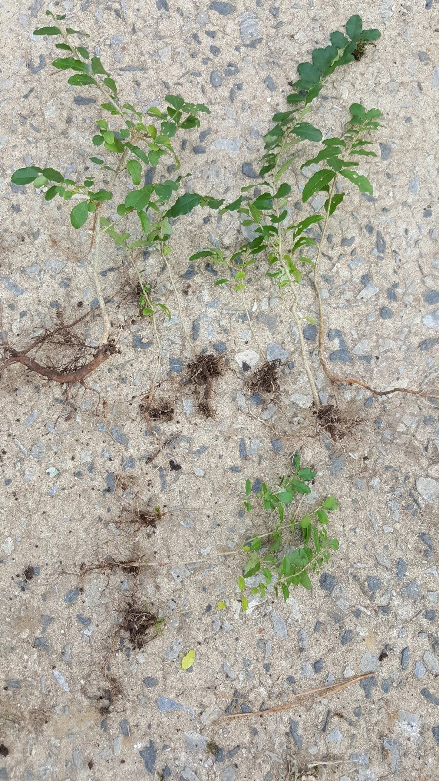 15 Live Bare Root Evergreen Chinese Privet Hedge Plants, Ligustrum sinense, 4-6 Inch Tall, Hardy in Zones 4-9