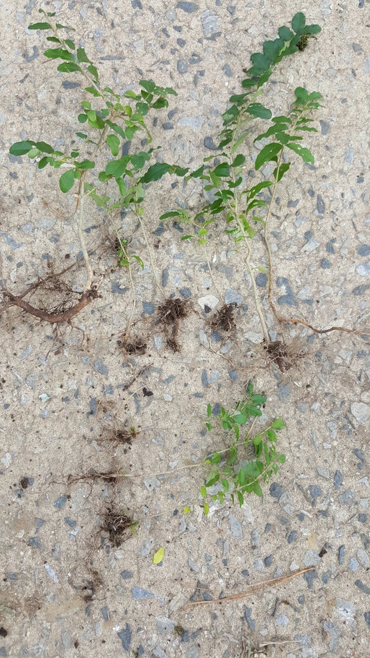15 Live Bare Root Evergreen Chinese Privet Hedge Plants, Ligustrum sinense, 4-6 Inch Tall, Hardy in Zones 4-9