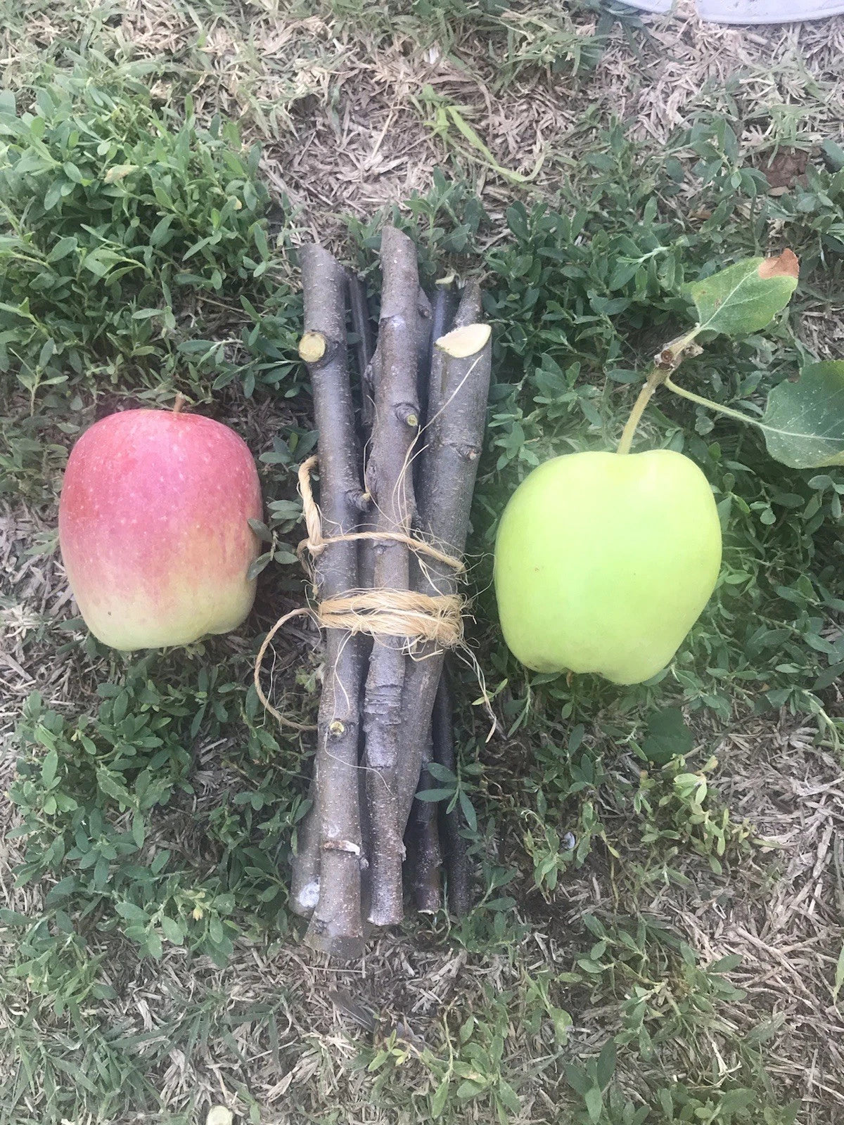 Organic Apple Tree Cuttings - Fresh 5 Cuttings for Planting - Malus domestica