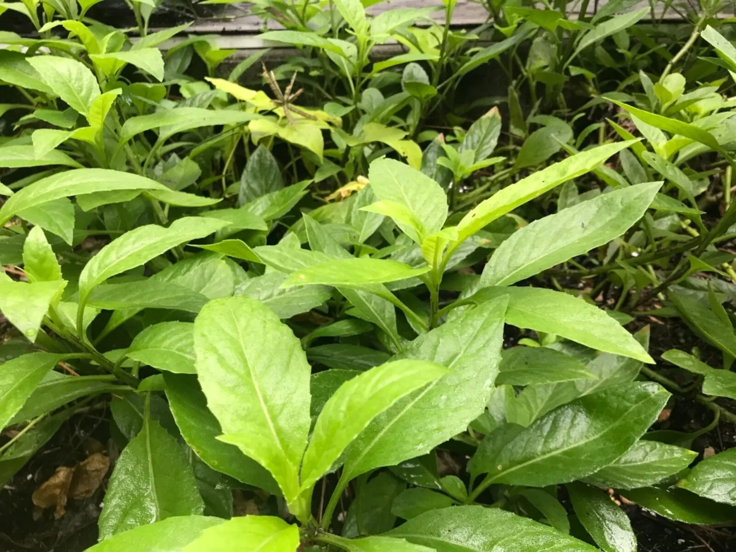 (6) Fresh Unrooted CUTTINGS 6" Gynura Procumbens Longevity Spinach Perennial Edible Vegetable