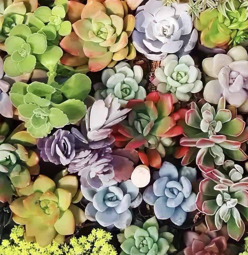 Large 4-6" Easy Succulent Cuttings - 10 Varieties for Beginners - No Roots, Freshly Cut, Perfect for Propagation