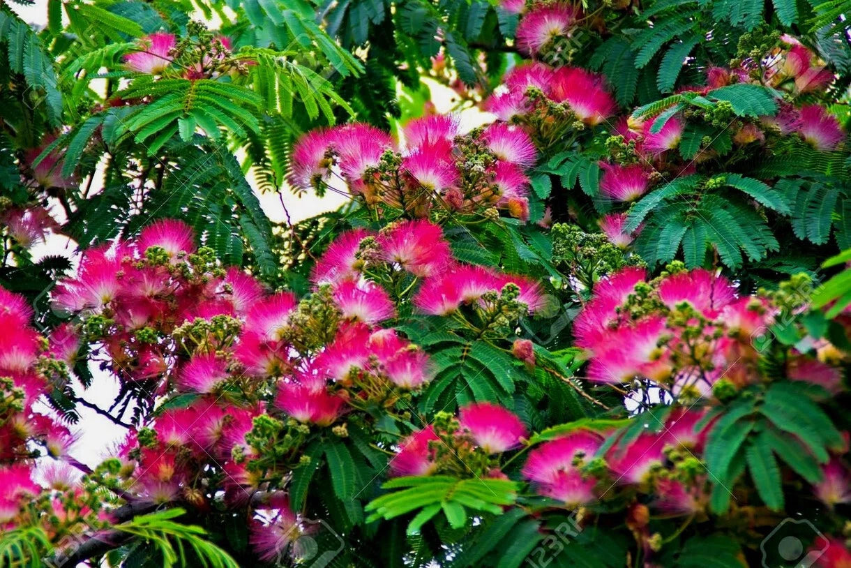 Live Mimosa Tree Cuttings - 8+ Non-Rooted Cuttings for Grafting & Crafting - Albizia julibrissin