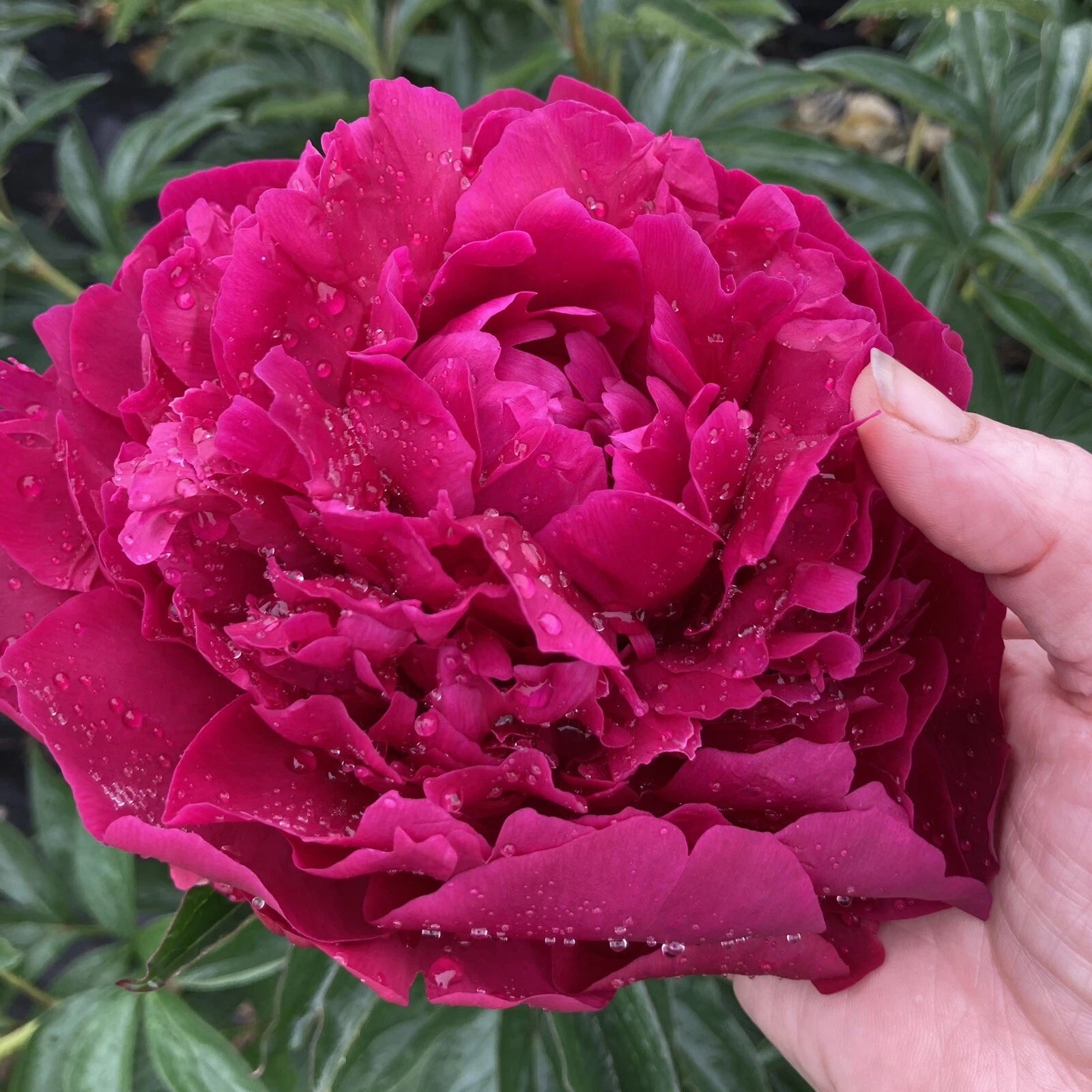 Bare Root Herb Peony 5-7 Eyes Rich Red Blooms "Avis Varner" Paeonia lactiflora - Field Grown, Fall Shipping