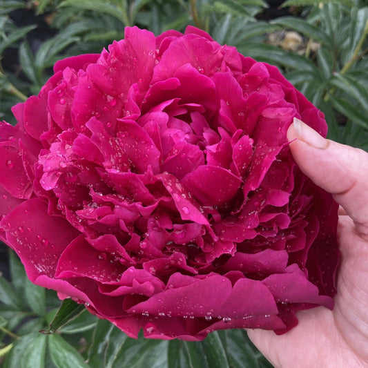 Bare Root Herb Peony 5-7 Eyes Rich Red Blooms "Avis Varner" Paeonia lactiflora - Field Grown, Fall Shipping