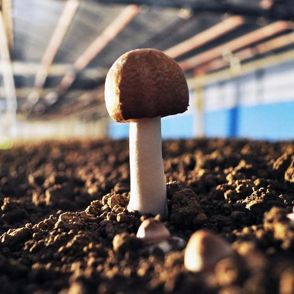 Agaricus Blazei-murrill Liquid Culture Syringe 12cc - Edible Medicinal Mushroom for Home Cultivation