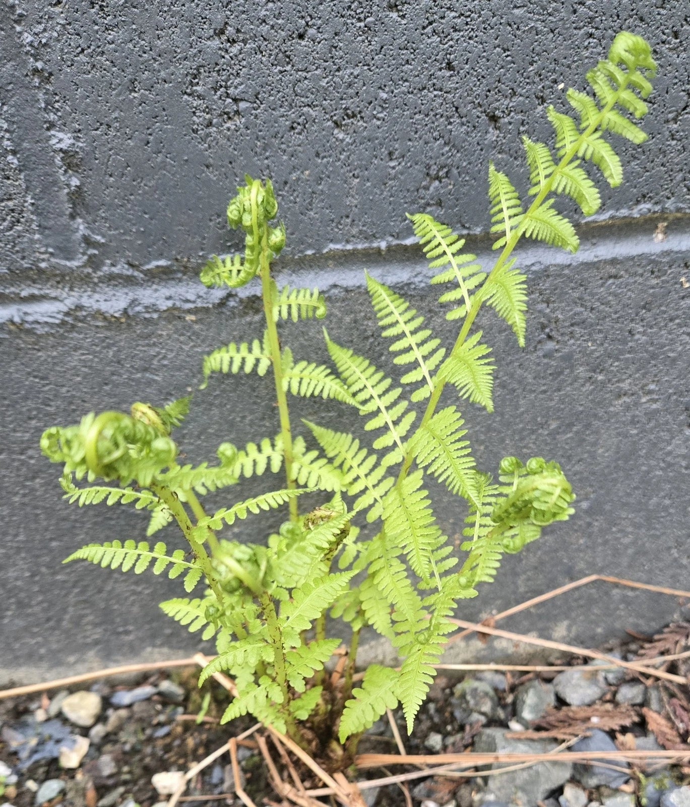 Live Bracken Fern Bare Root Plant - Fresh Healthy Perennial - Pteridium aquilinum - Perfect for Shaded Areas