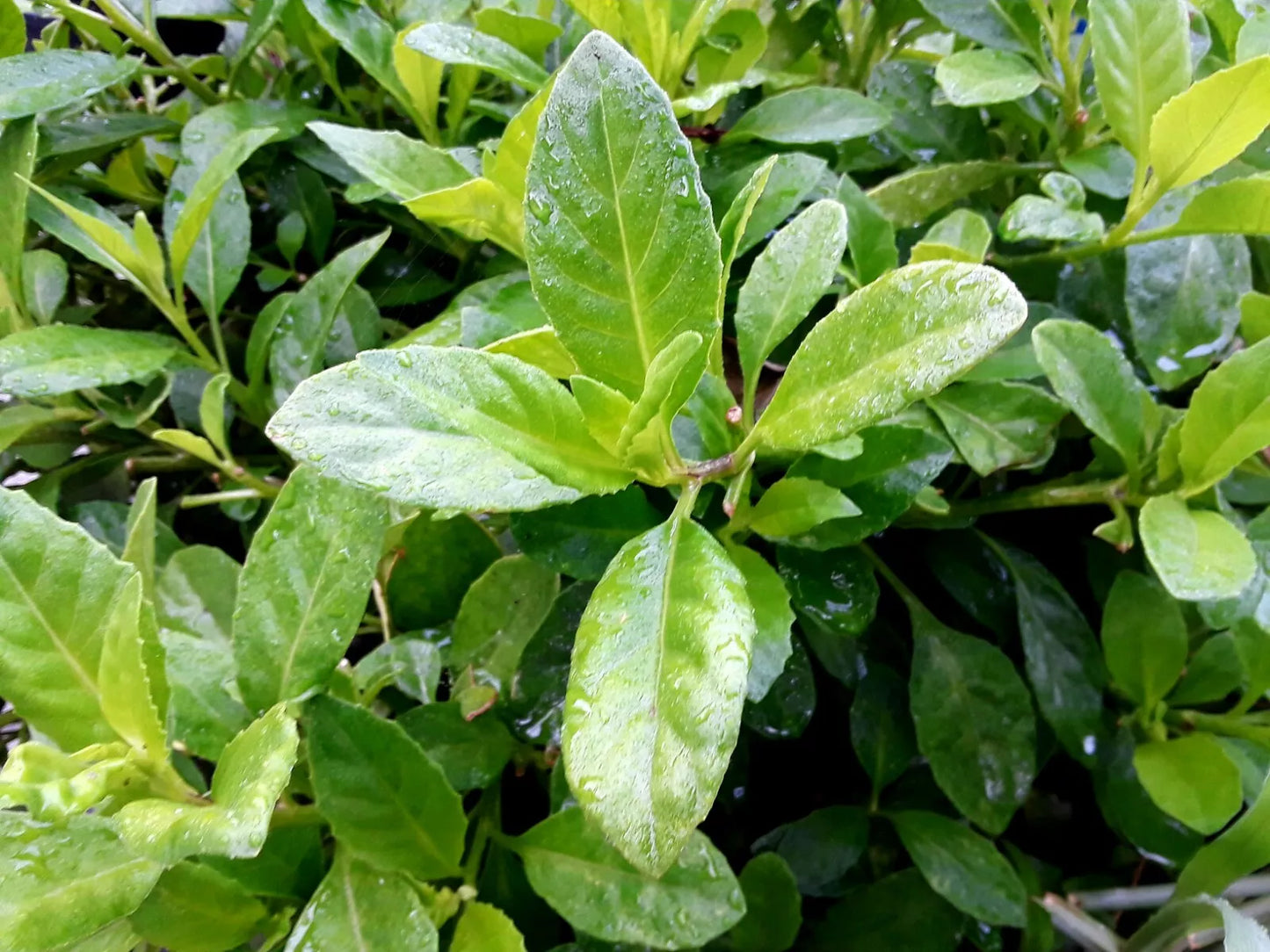 (4) Cuttings 6"-8" Unrooted Organic Longevity Spinach Gynura Procumbens