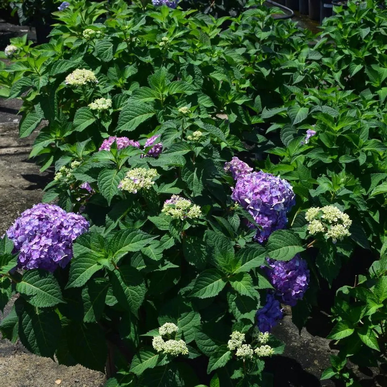 Rock n Roll Hydrangea Plant