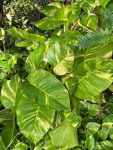 Variegated Golden Queen Pothos Cuttings - Epipremnum Aureum - Indoor/Outdoor Climbing Plant - Easy Care Houseplant