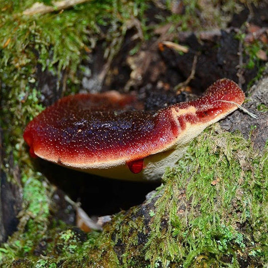 Beefsteak Fungus Liquid Culture Syringe 12cc Fistulina hepatica - Edible Mushroom Cultivation Starter for Unique Culinary Use