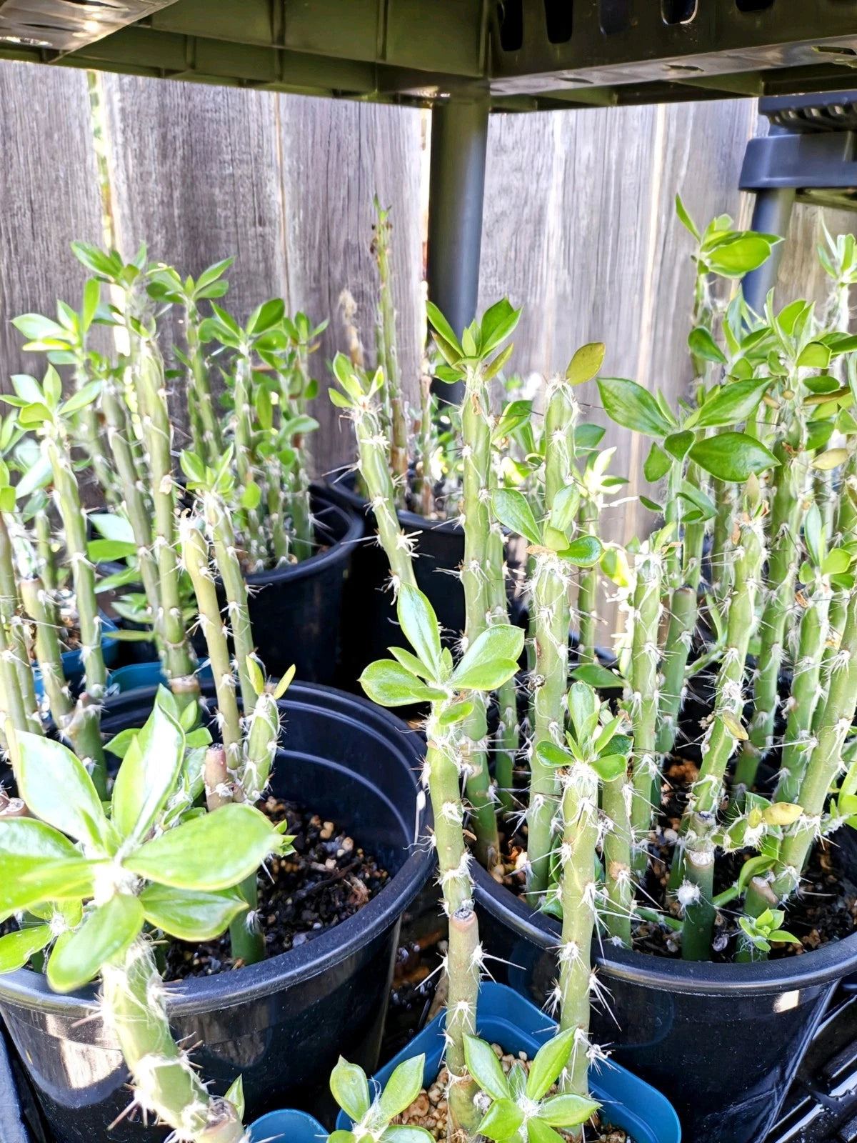 Fresh Pereskiopsis Spathulata Cuttings Pack of 6, 4"-5", Ideal Grafting Stock for Home and Garden Enthusiasts