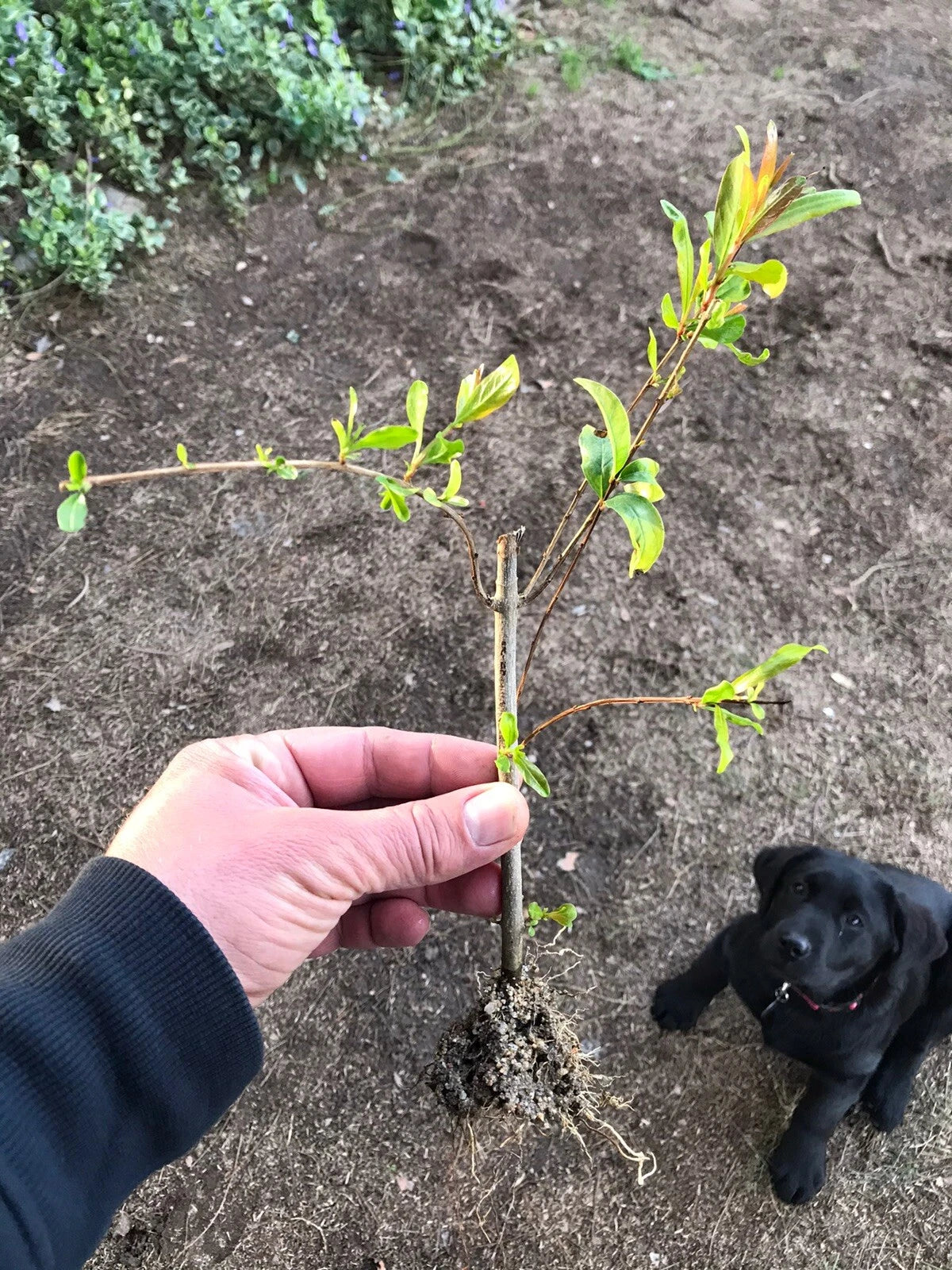 Rooted Pomegranate Cuttings - 3 Scions - Wonderful Variety - Punica granatum - Hardy, Sweet Fruit - Easy to Grow
