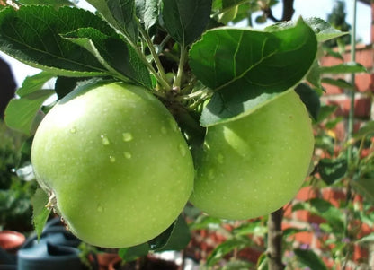 Granny Smith Apple tree, 3 To 6 inches tall From Seeds
