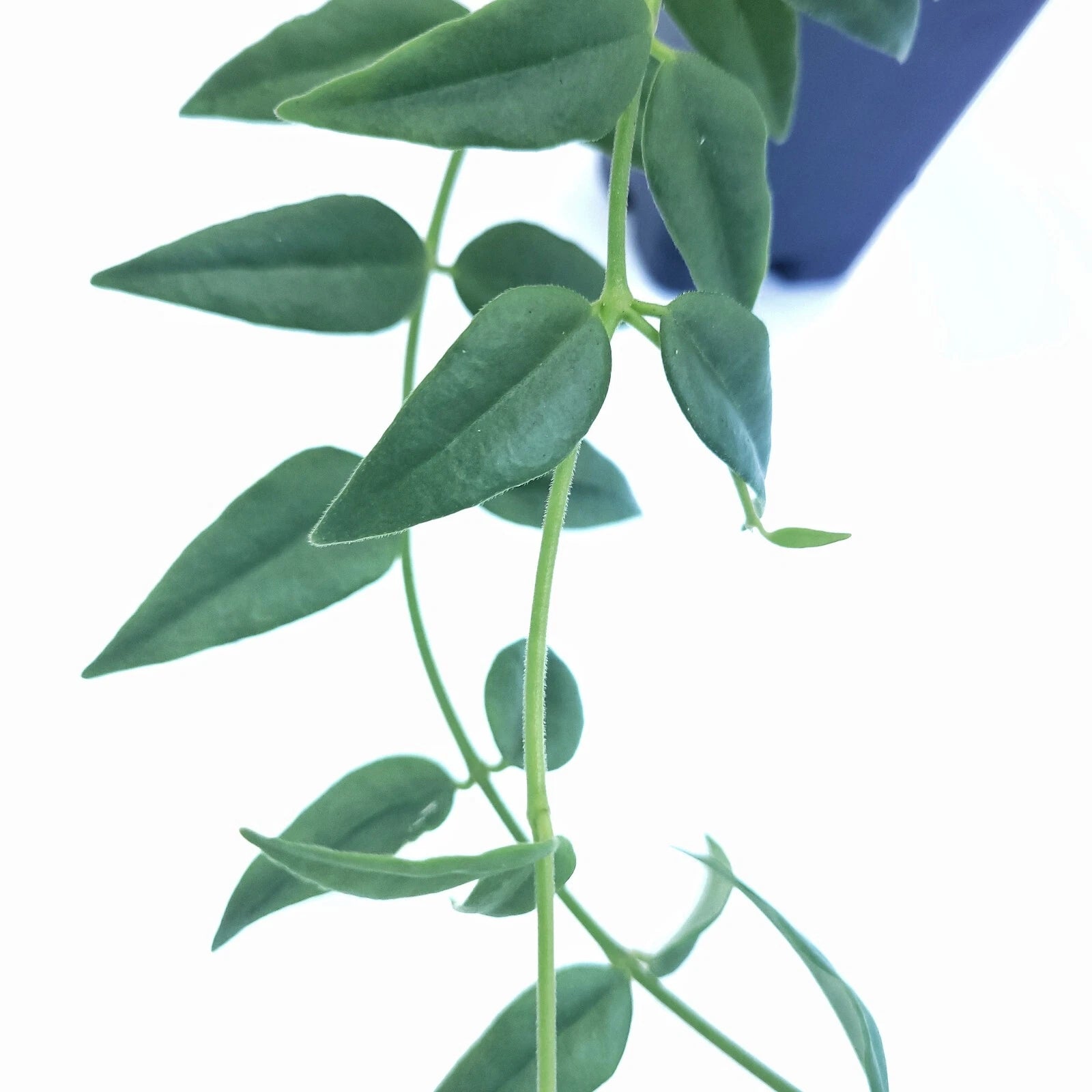 Hoya Bella Cutting - One Stem - Miniature Wax Plant - Hoya - California Grown - Indoor Houseplant